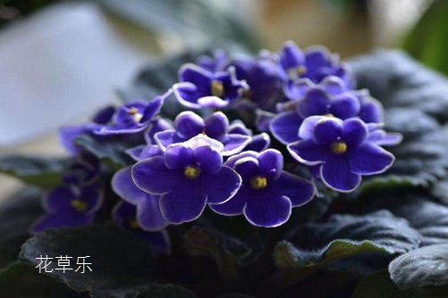 大腿打溶脂针精品欧美乱码久久久久久张柏芝，揭秘时尚塑形新潮流